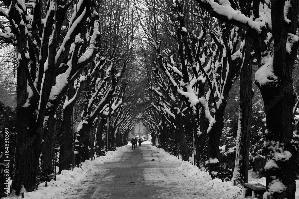Alley in a park in winter with trees covered in snow