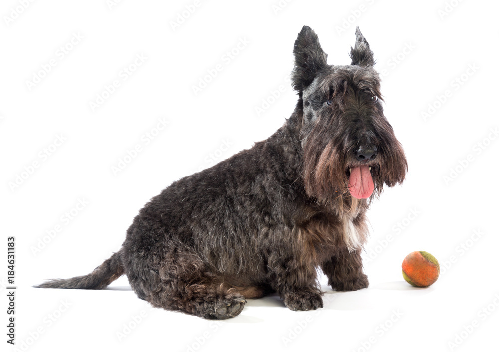 Black scottish Terrier with ball