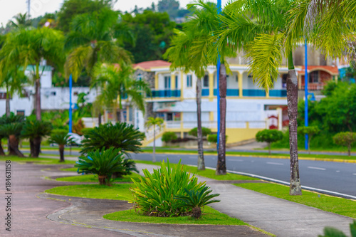 green plant and road