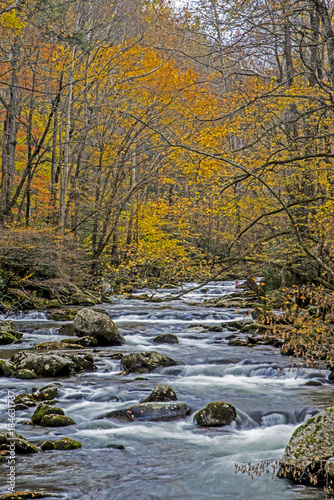 Vertical-Fall leaves around a white water stream in the Smokies.