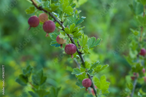 Several berries of gooseberries hang on a bush.