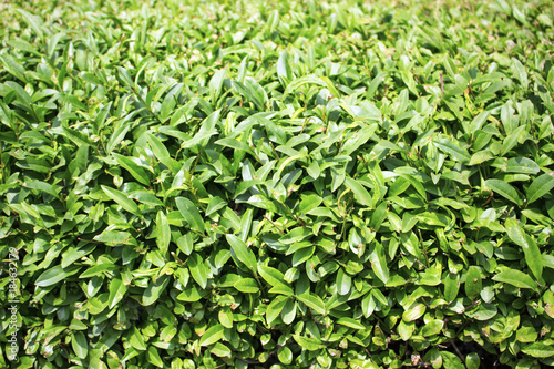 Neatly trimmed bush background texture