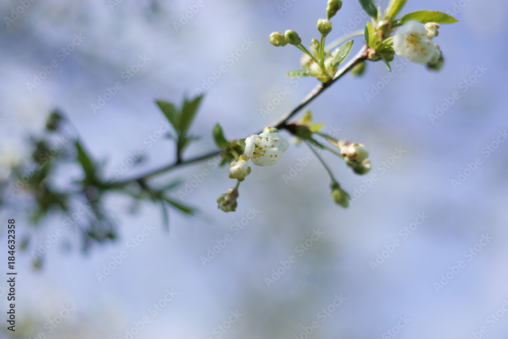 A sweet spring flower on a tree A sweet spring flower on a tree