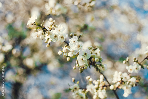 A sweet spring flower on a tree