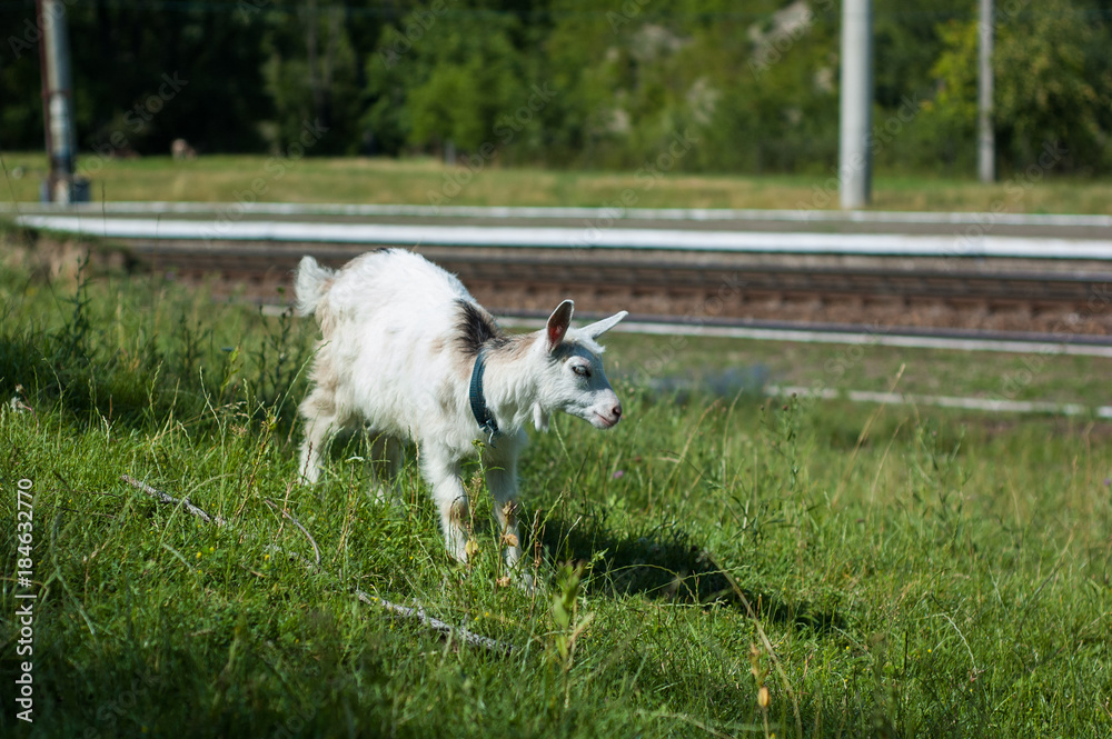 Fototapeta premium Goats graze in the pasture near the photographer.