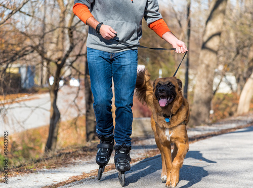Plakat Dog out for a Walk
