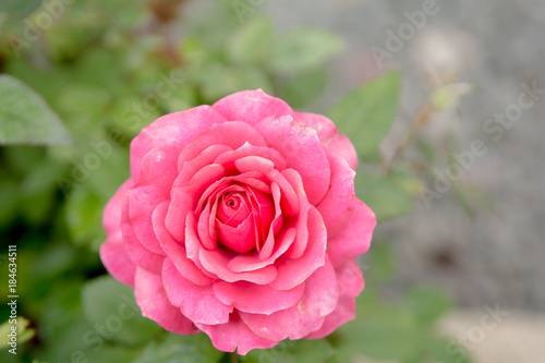 Pink rose growing outside with green garden background