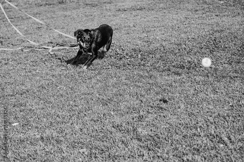 Beauceron with Australian Shepherd Dog Playing in Park photo