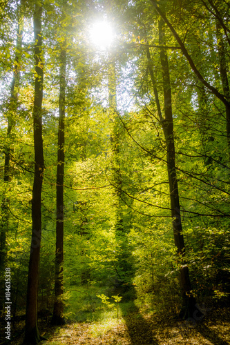 Fototapeta Naklejka Na Ścianę i Meble -  Licht im dunklen Wald