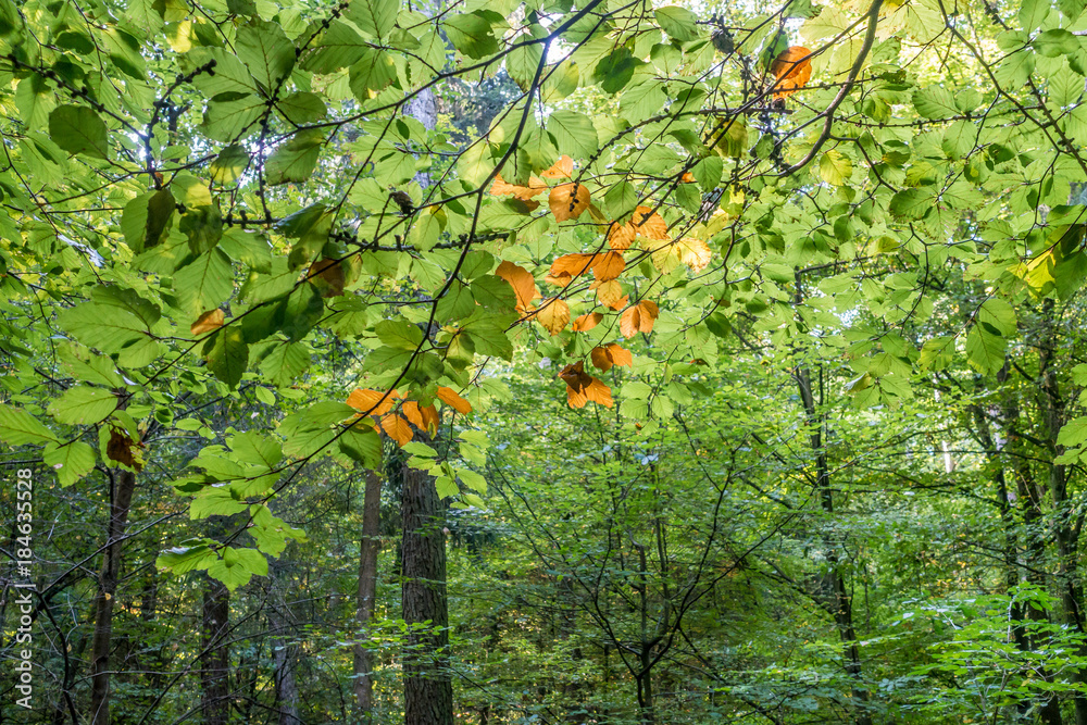 Mischwald StockFoto Adobe Stock