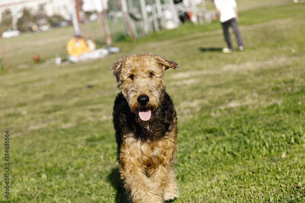 Airdale Terrier Playing in Park