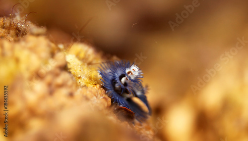 underwater world -  blue christmas tree worm photo