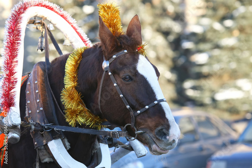 horse in harness with Christmas decoration. © photosaint