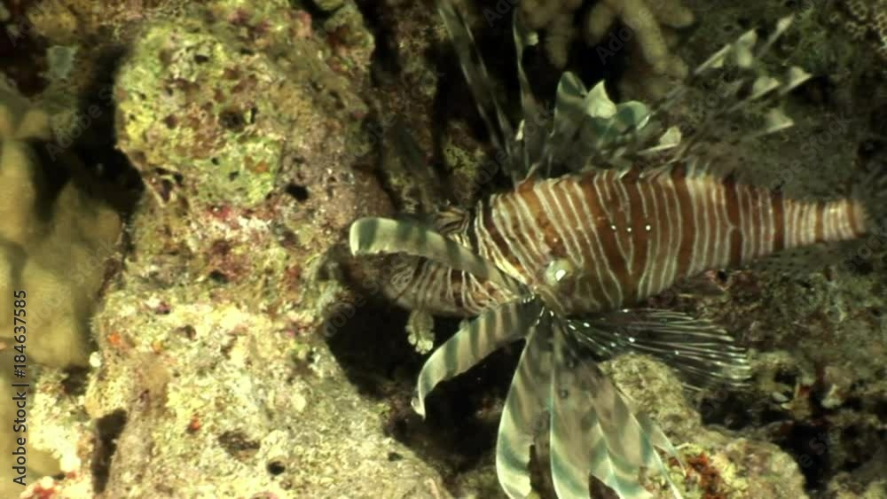 Striped poisonous fish Common lionfish Pterois volitans on bottom of Red sea. Relax underwater video about marine nature. Striped poisonous fish Common lionfish Pterois volitans on bottom of Red sea. Relax underwater video about marine nature.