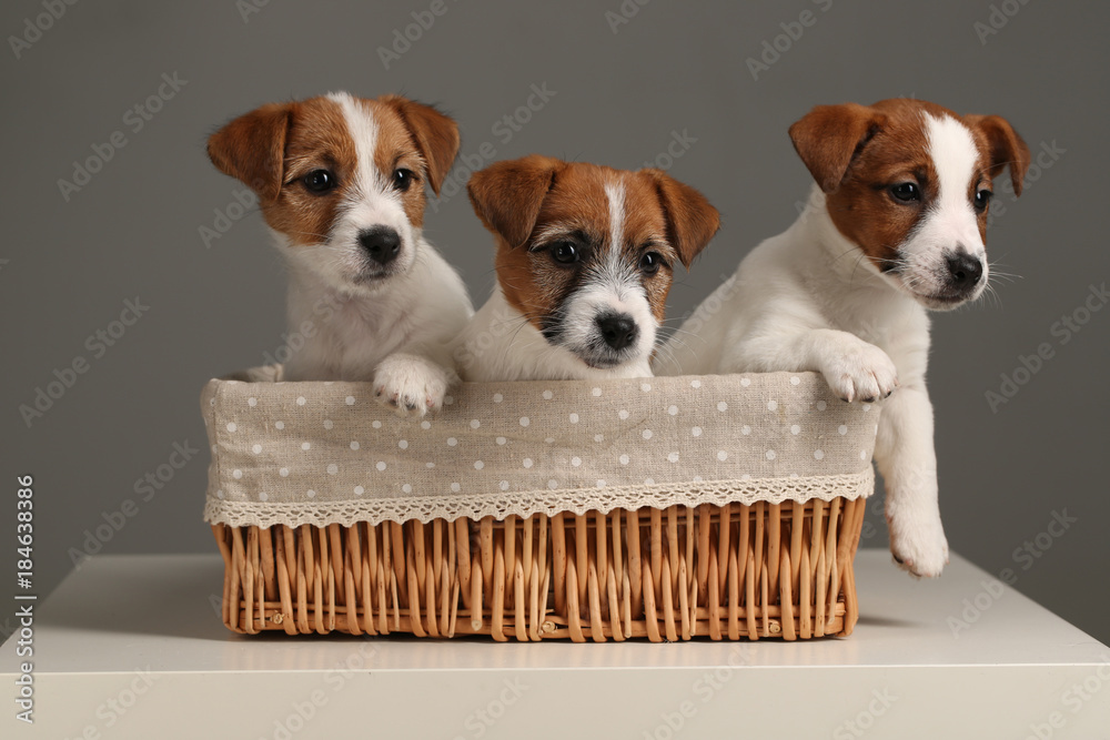 Puppies in the basket. Close up. Gray background