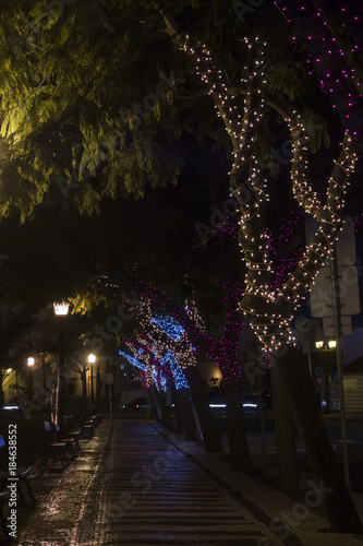 Christmas wrapped trees with lights © Mauro Rodrigues