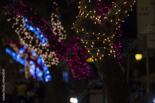 Christmas wrapped trees with lights photo