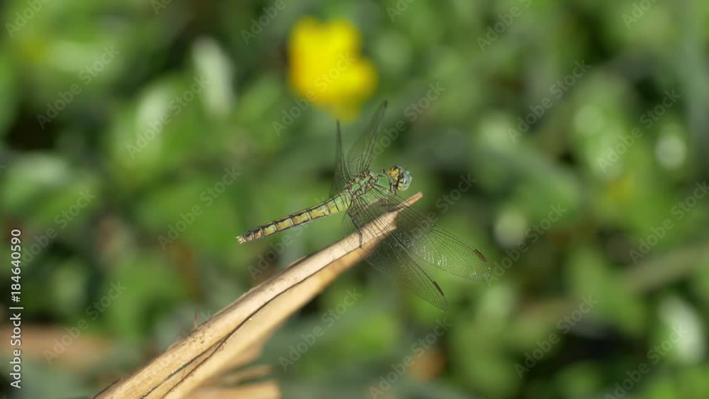 Green Dragonfly Green Dragonfly