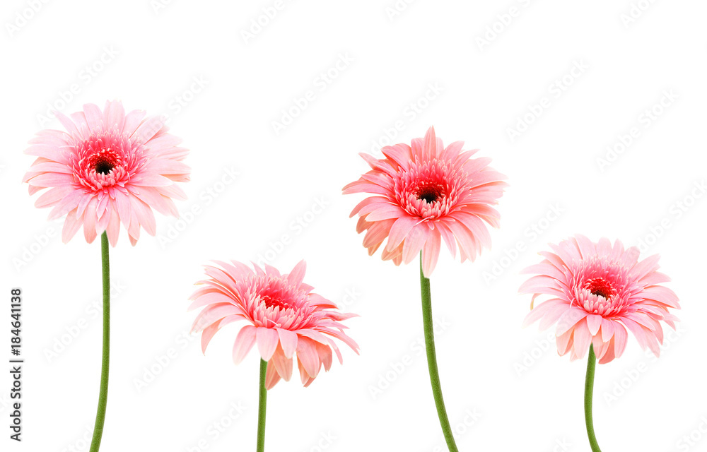 four pink Gerber flowers isolated on white four pink Gerber flowers isolated on white