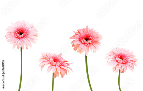four pink Gerber flowers isolated on white