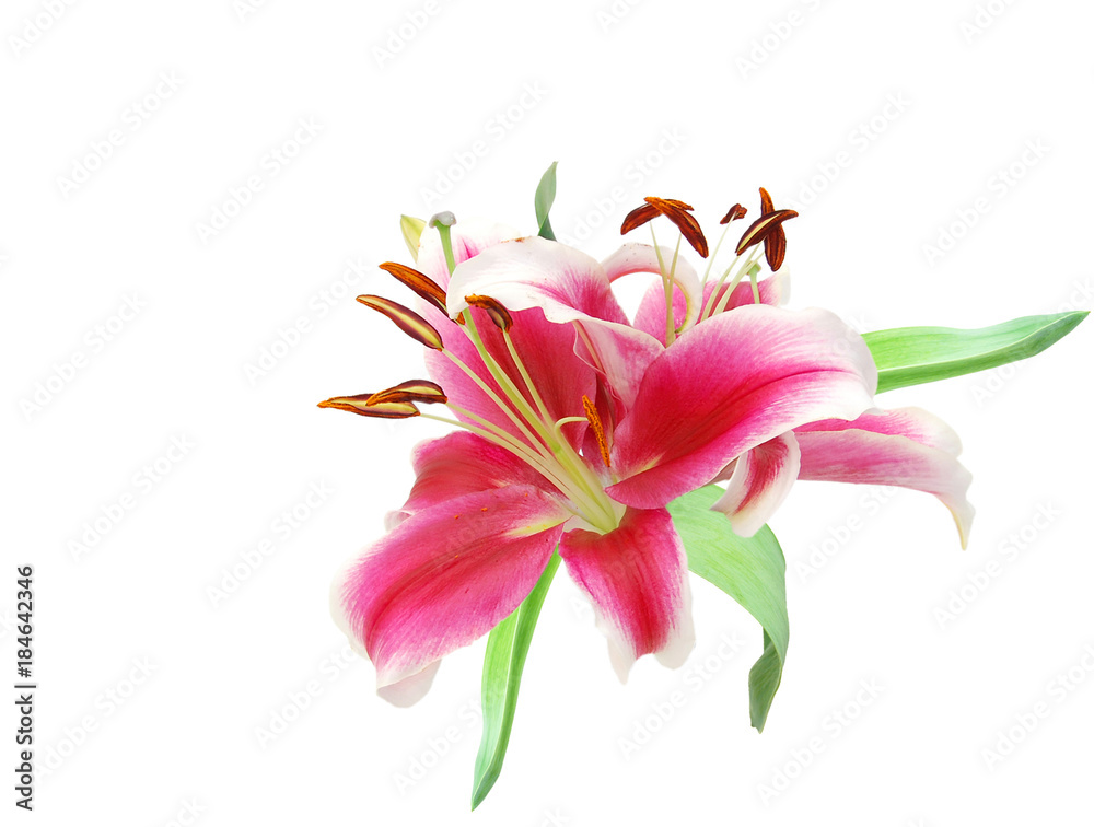 Fototapeta premium Beautiful Lily flowers isolate on white