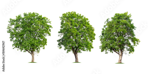Collection of trees isolated on white background high resolution for graphic decoration  suitable for both web and print media