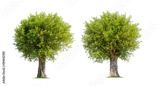 Fototapeta Naklejka Na Ścianę i Meble -  Collection of trees isolated on white background high resolution for graphic decoration, suitable for both web and print media