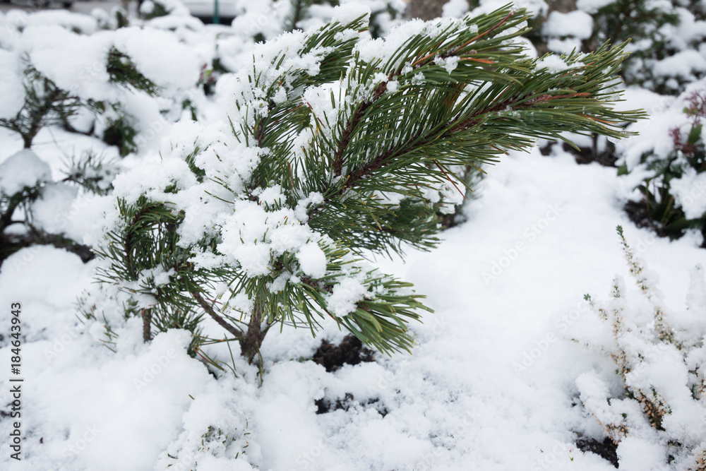 Pine tree in winter cover Snow
