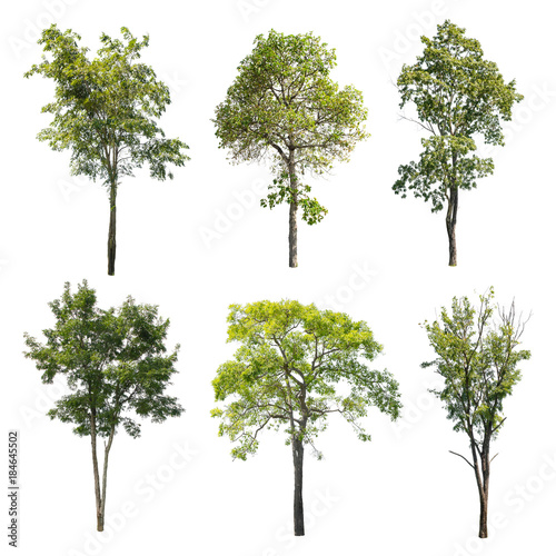 Set of Isolated trees on white background, The collection of trees.