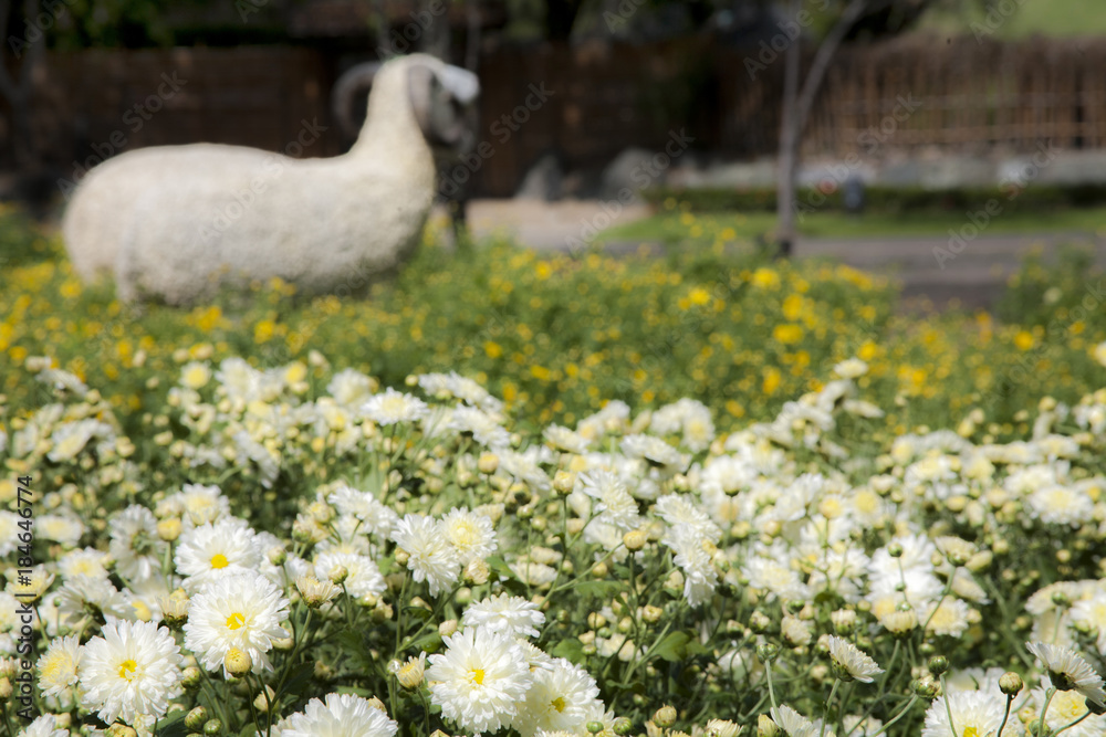 Sheep in yellow and white flowers Sheep in yellow and white flowers