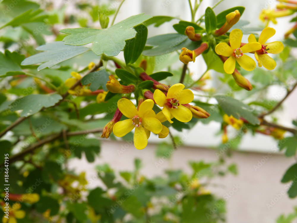 spring yellow flowers