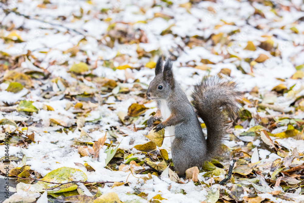 curious red squirrel sitting on the ground covered with fallen autumn leaves and snow curious red squirrel sitting on the ground covered with fallen autumn leaves and snow