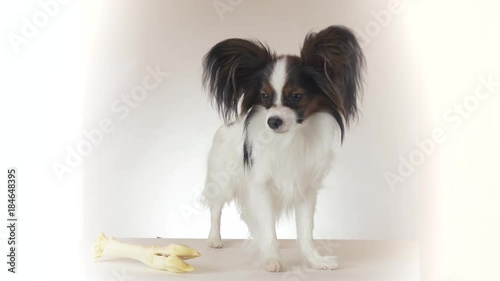 Beautiful young male dog Continental Toy Spaniel Papillon looks around on white background stock footage video photo