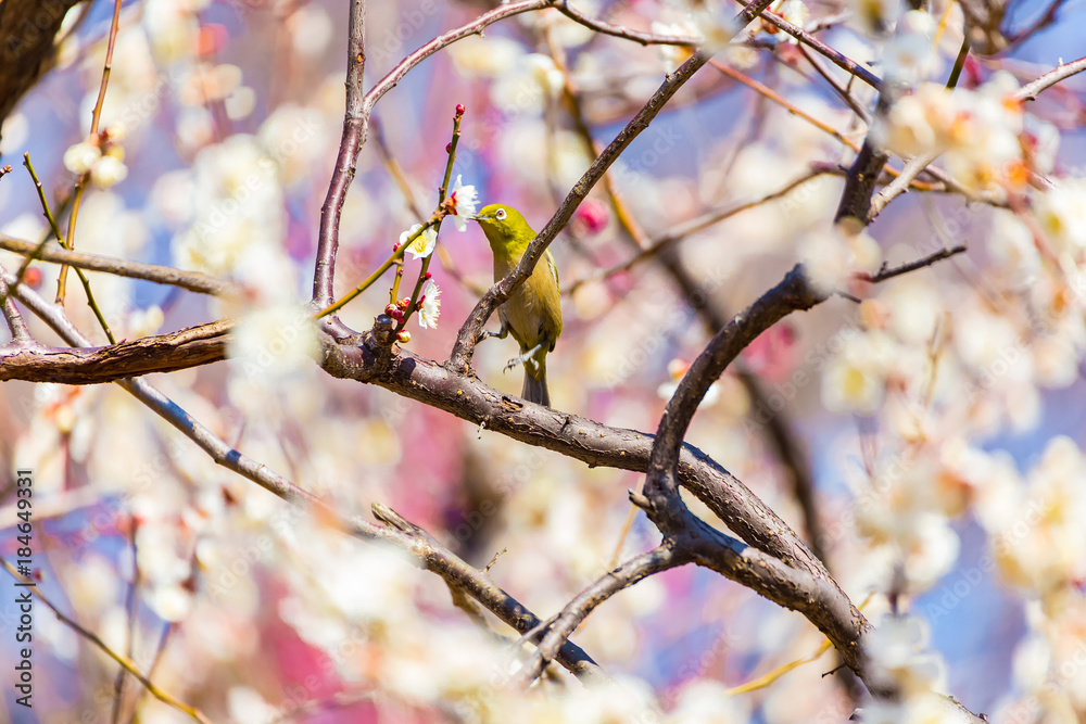 The Japanese White eye.The background is white plum blossoms.Located in Tokyo Prefecture Japan. The Japanese White eye.The background is white plum blossoms.Located in Tokyo Prefecture Japan.