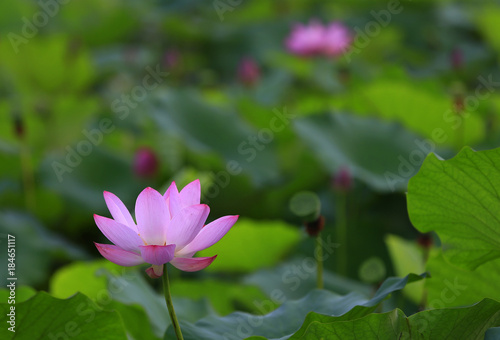 The lotus is in full bloom in the pond