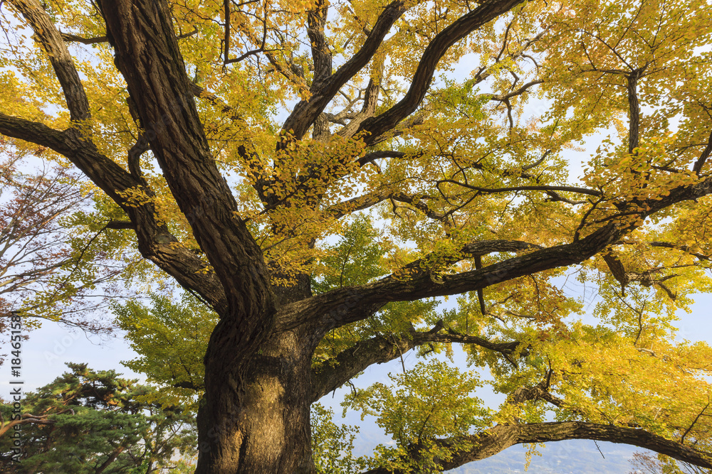 Naklejka premium big old ginkgo tree at the korean traditional national temple at the fall.