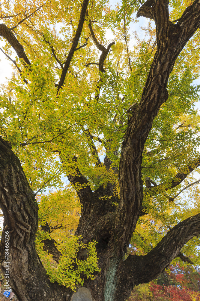 Fototapeta premium big old ginkgo tree at the korean traditional national temple at the fall.