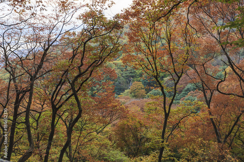 forest to korean traditional national temple at the fall. © dohee