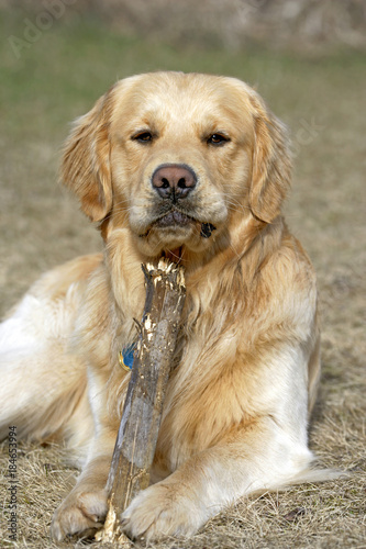 Playful Golden Retriever male  laying down  holding stick while watching.