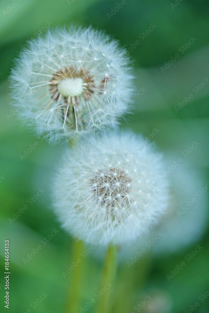 fluffy dandelion (Taráxacum officinále) on a green blurred background. Dandelions in a cold green tone fluffy dandelion (Taráxacum officinále) on a green blurred background. Dandelions in a cold green tone