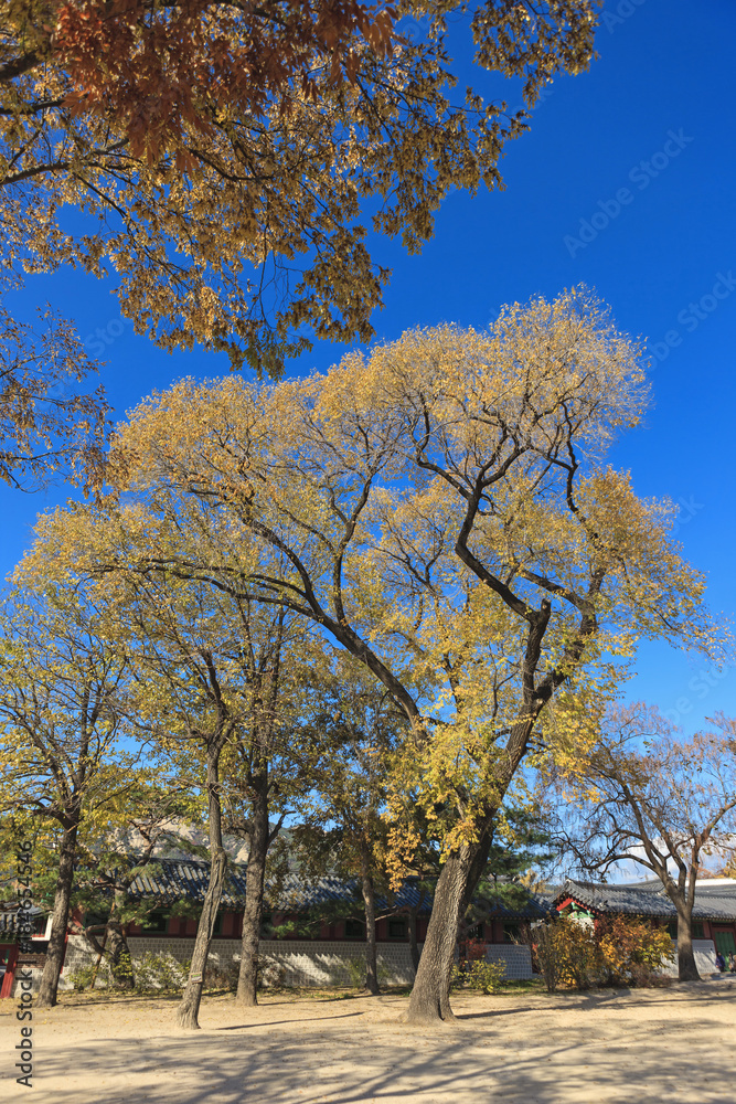 red maple tree in korean royal palace, Gyeongbokgung, landscape