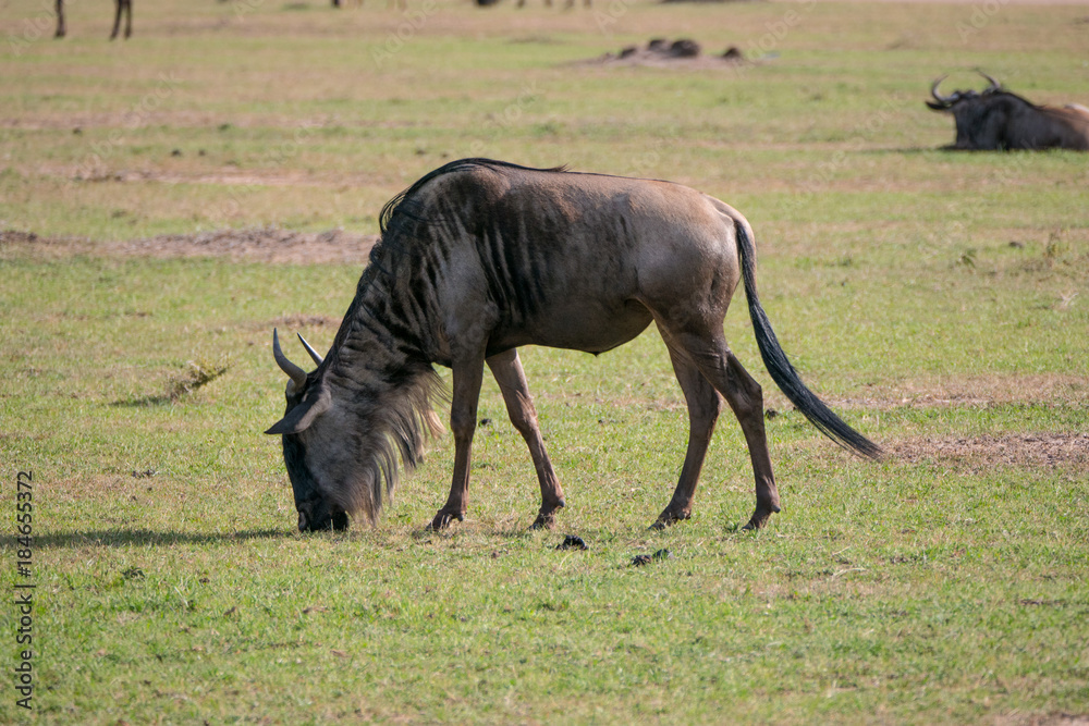 Wildebeest in the Masai Mara National Reserve Wildebeest in the Masai Mara National Reserve