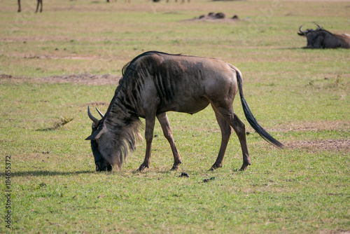 Wildebeest in the Masai Mara National Reserve