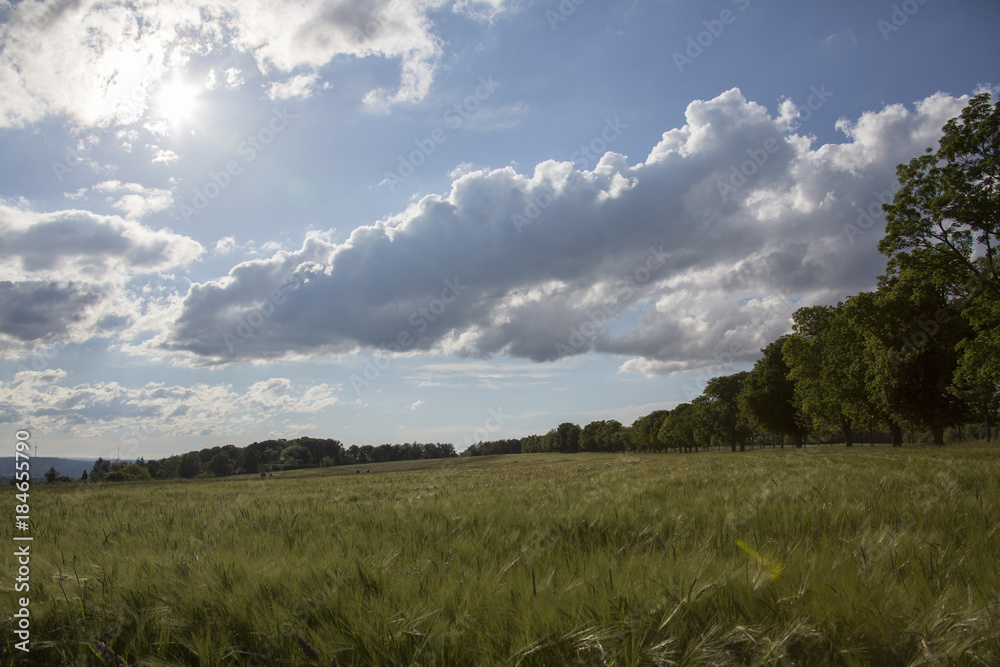 Getreidefeld im Hochsommer Getreidefeld im Hochsommer
