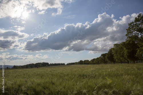 Getreidefeld im Hochsommer