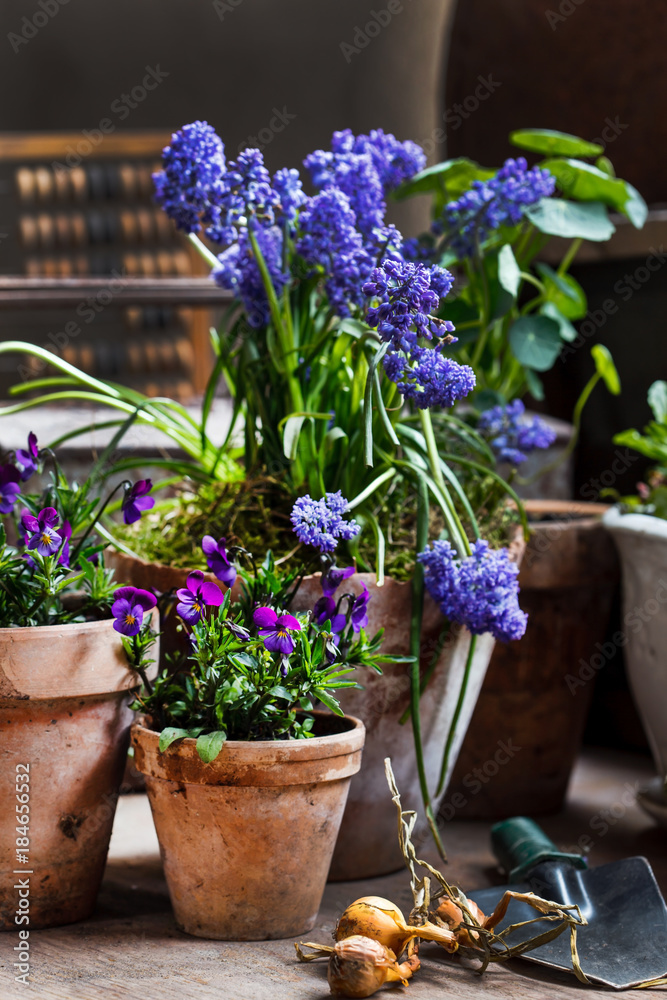 spring flowers in the pots