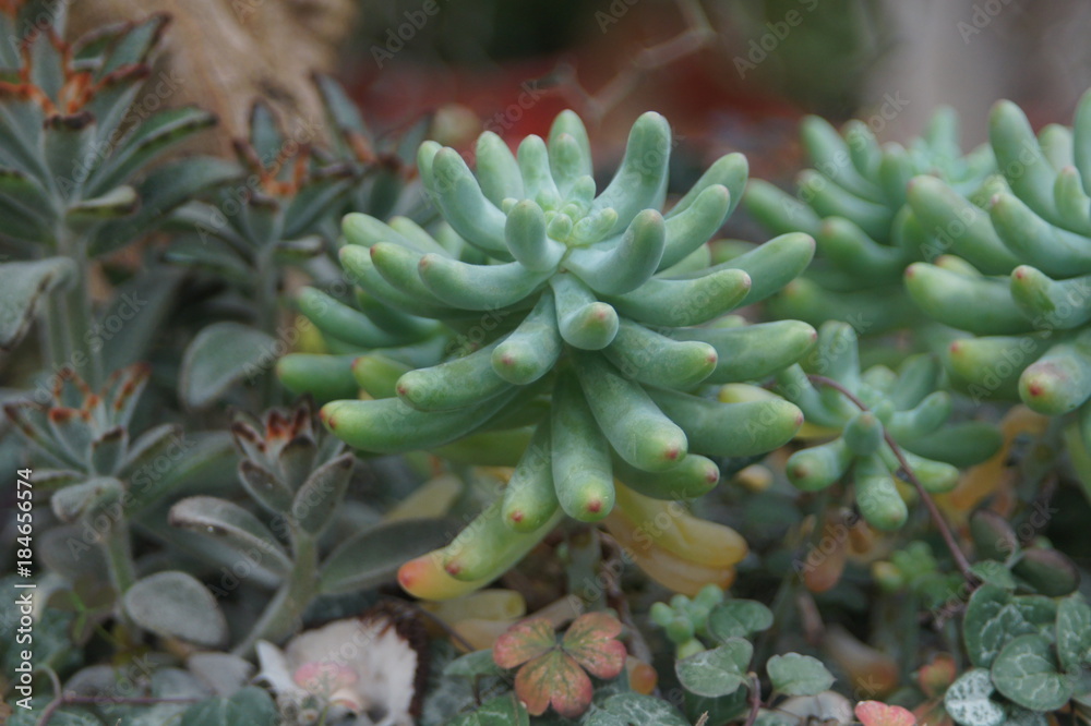SONY DSCThick leaf succulents show a different kind of beauty SONY DSCThick leaf succulents show a different kind of beauty