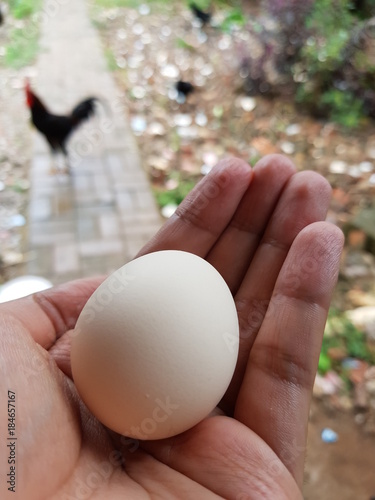 organic egg in the hand