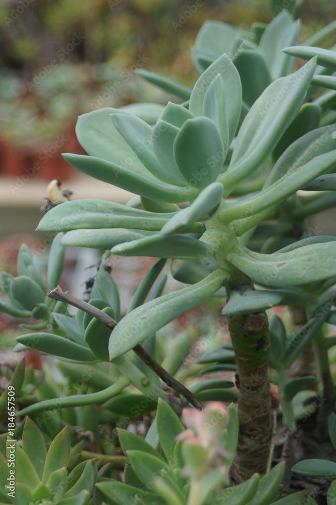 Thick leaf succulents show a different kind of beauty