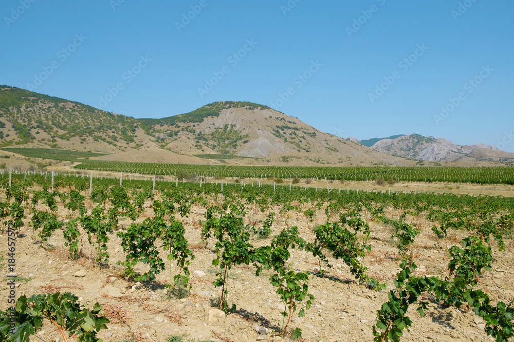 Grape plantation in a mountain valley